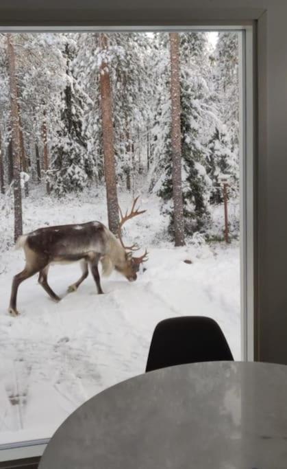 Arctic Circle Guesthouse Rovaniemi Kültér fotó